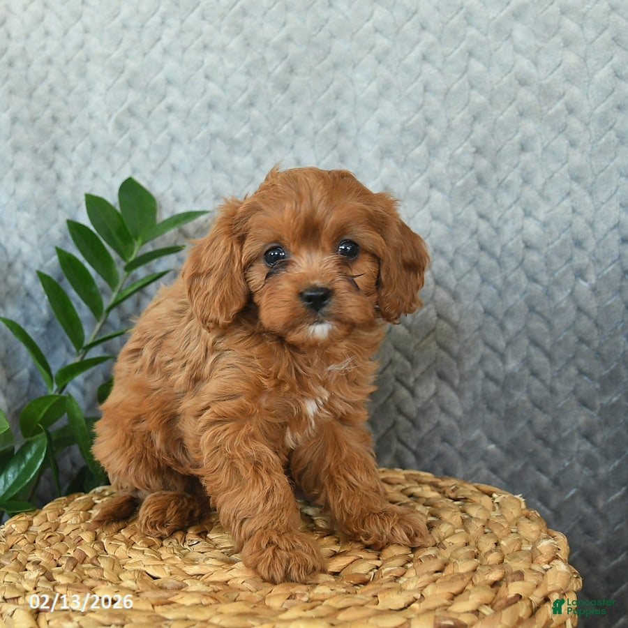 Cavapoo dogs Milo  - Ad 2