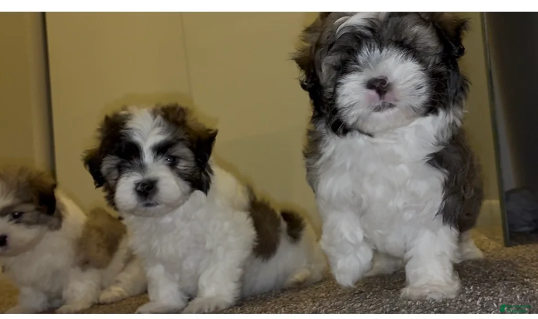 Malshi dogs for sale: Cruz  - Ad 2
