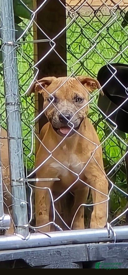 Mixed Breed dogs Mixed Breed 2 - Ad 4