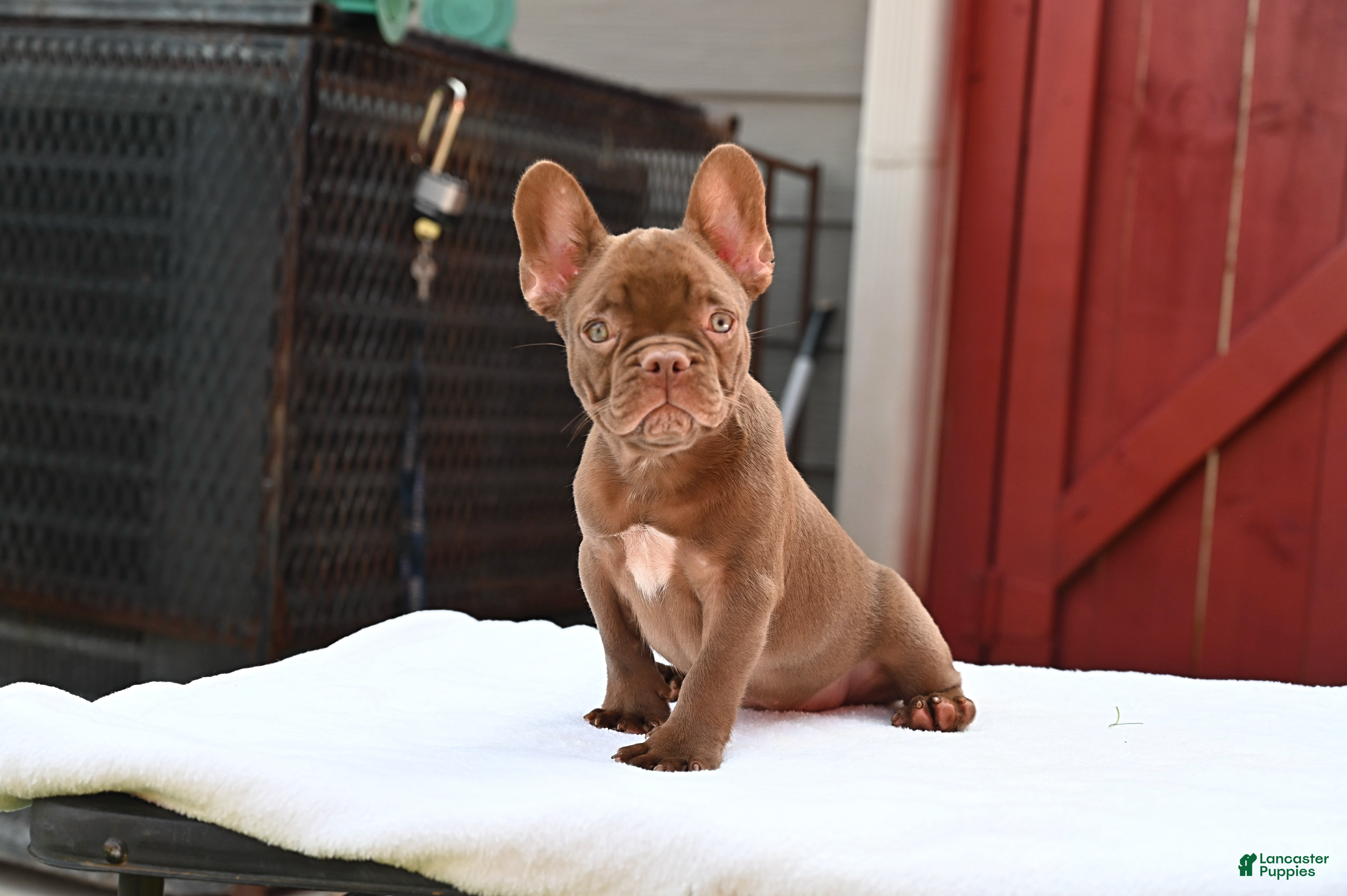 French Bulldog dogs Golden kid - Ad 2