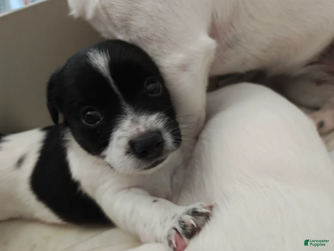 Jack Russell Terrier dogs for sale: Jack Russell Terrier 4 - Ad 2