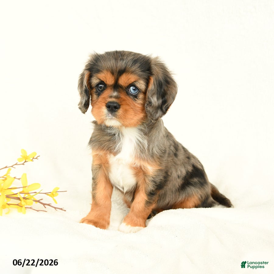 Cavalier King Charles Spaniel dogs Michelle - Ad 2