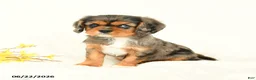 Cavalier King Charles Spaniel dogs for sale: Michelle - Ad 2