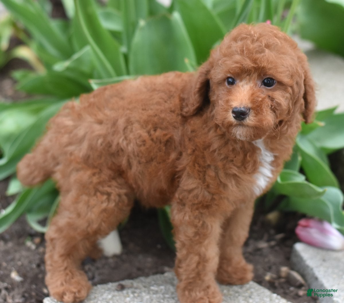 Miniature Poodle dogs Payton - Ad 2