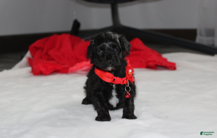 Yorkiepoo dogs River - Ad 1