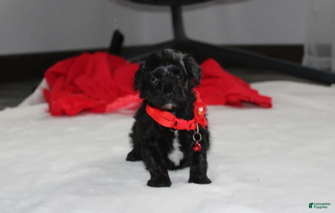 Yorkiepoo dogs for sale: River - Ad 1