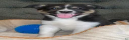 Mixed Breed dogs for sale: Dakota  - Ad 4
