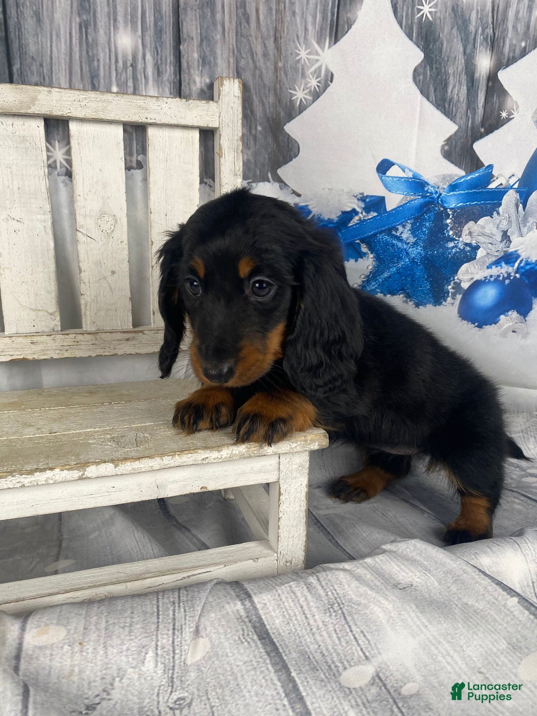 Miniature Dachshund dogs for sale: Daisy - Ad 13