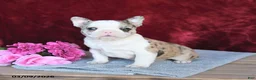 Frenchton dogs for sale: Hope - Ad 4