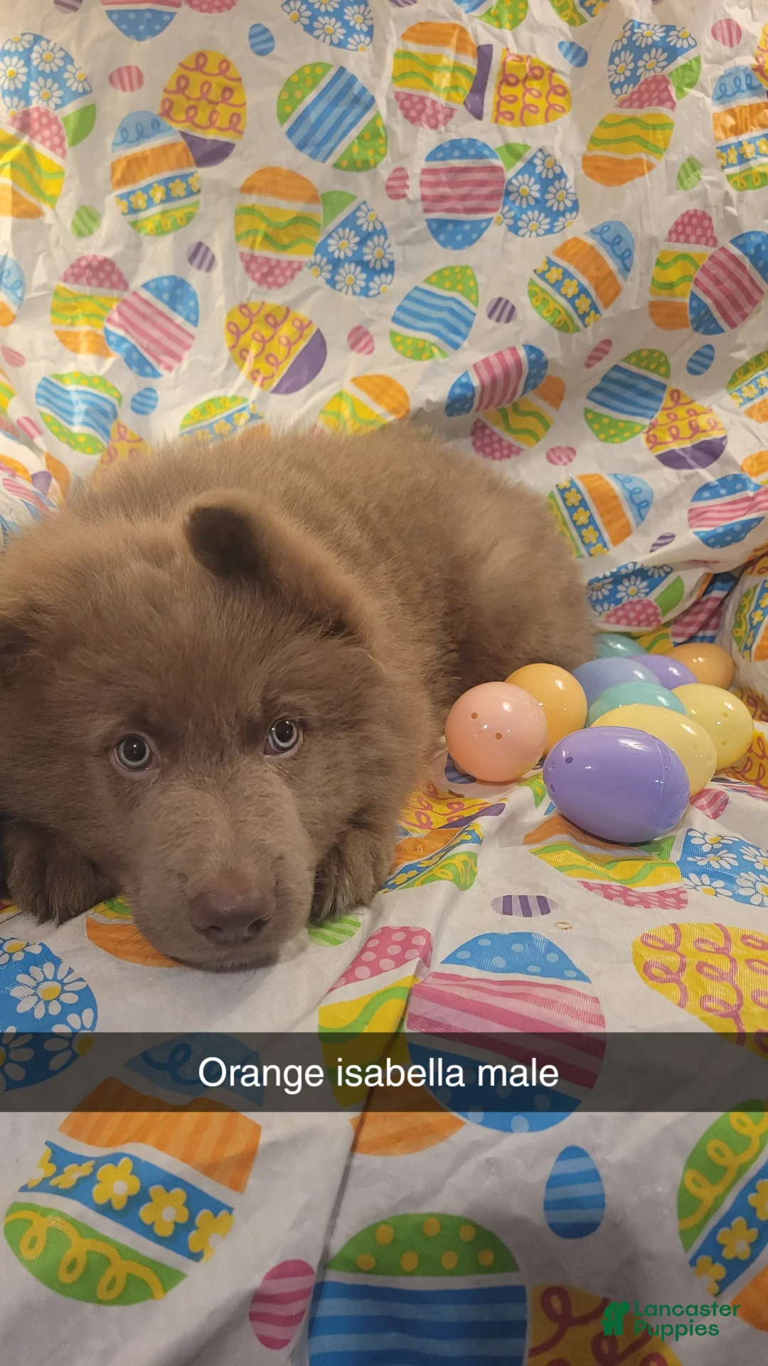 German Shepherd dogs for sale: Orange Isabella Male  - Ad 2