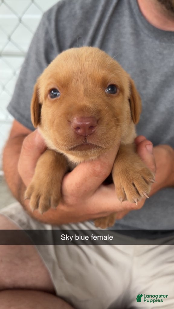 Labrador Retriever dogs Sky Blue Female - Ad 32