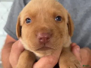 Labrador Retriever dogs Sky Blue Female - Ad 32