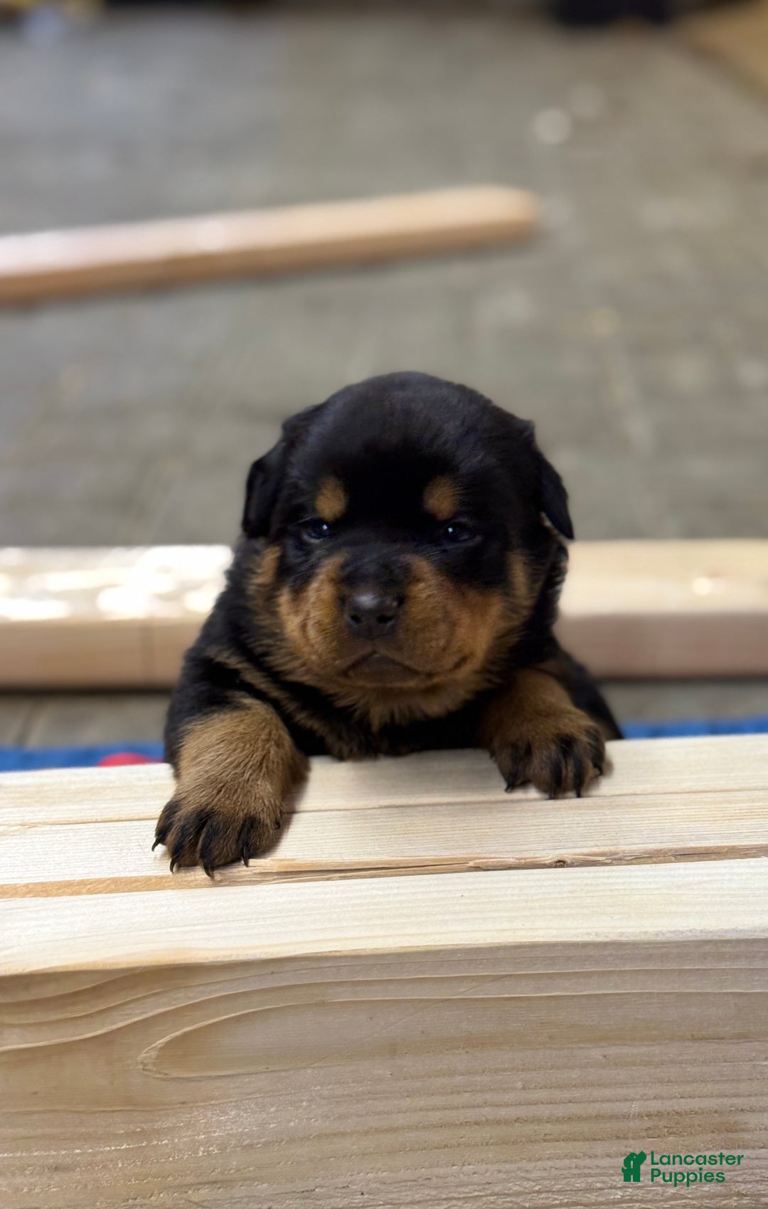 Rottweiler dogs for sale: Dixie (docked tail) - Ad 3