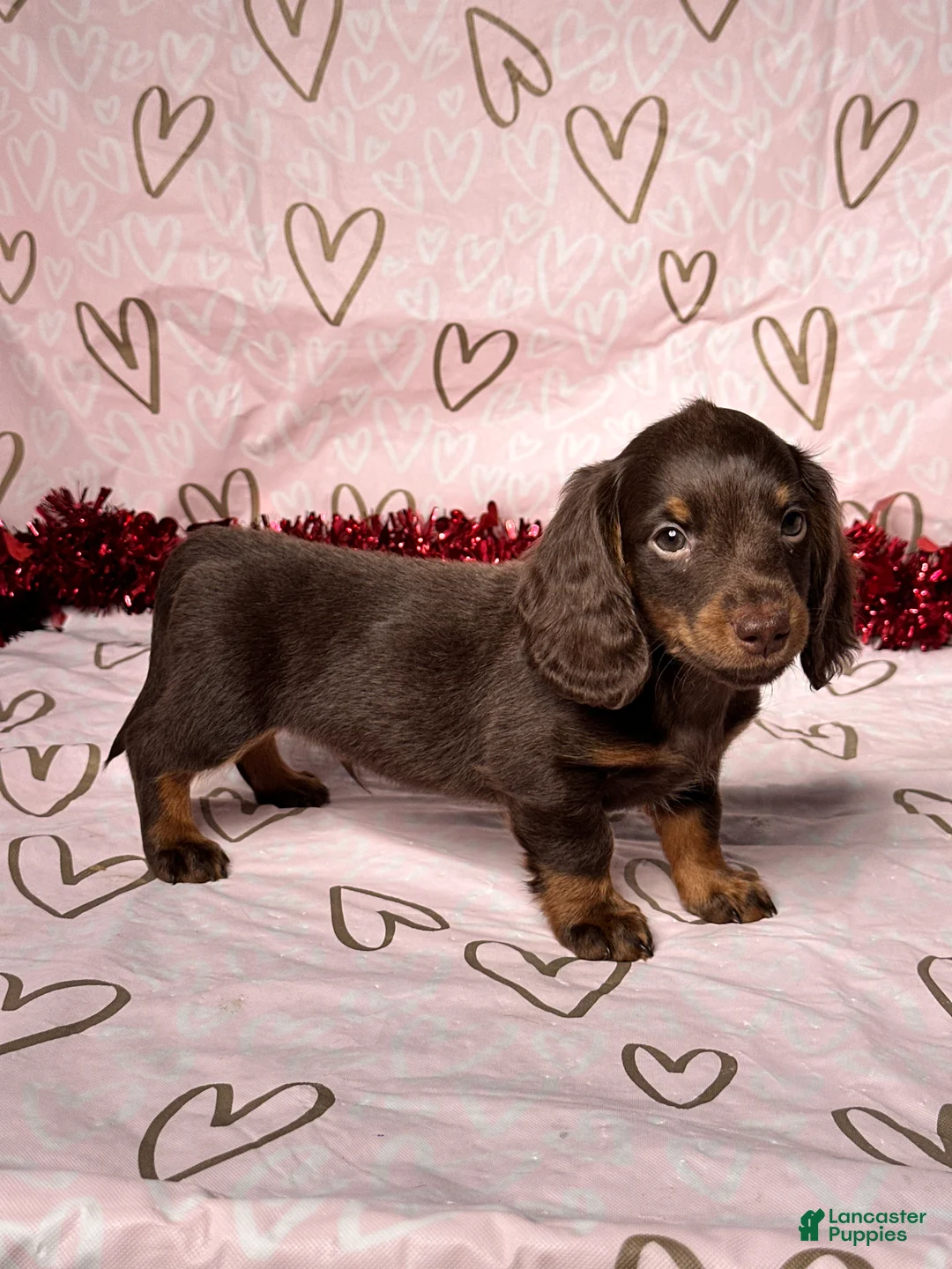 Miniature Dachshund dogs for sale: Preston - Ad 3