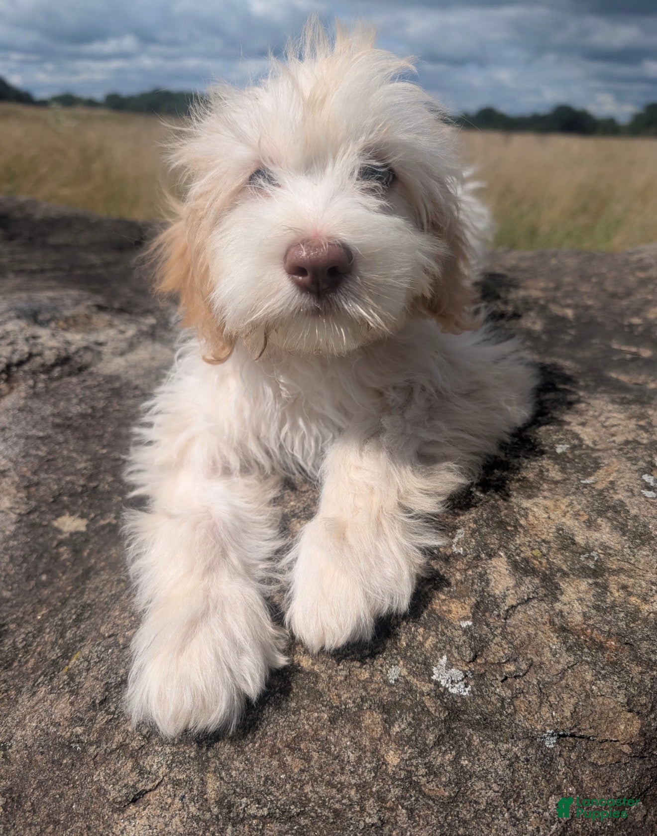 Labradoodle dogs Labradoodle 2 - Ad 2