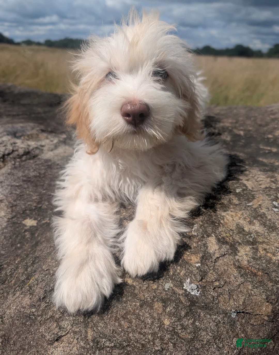 Labradoodle dogs for sale: Labradoodle 2 - Ad 2