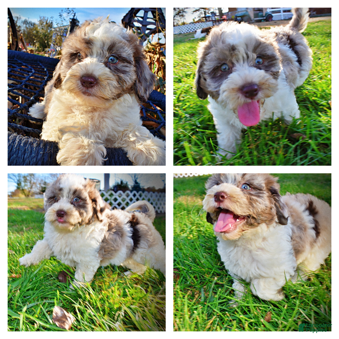 Havapoo dogs for sale: Pixie - Ad 1