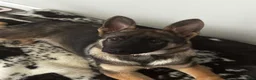 German Shepherd dogs for sale: German Shepherd Puppy 6 - Ad 10