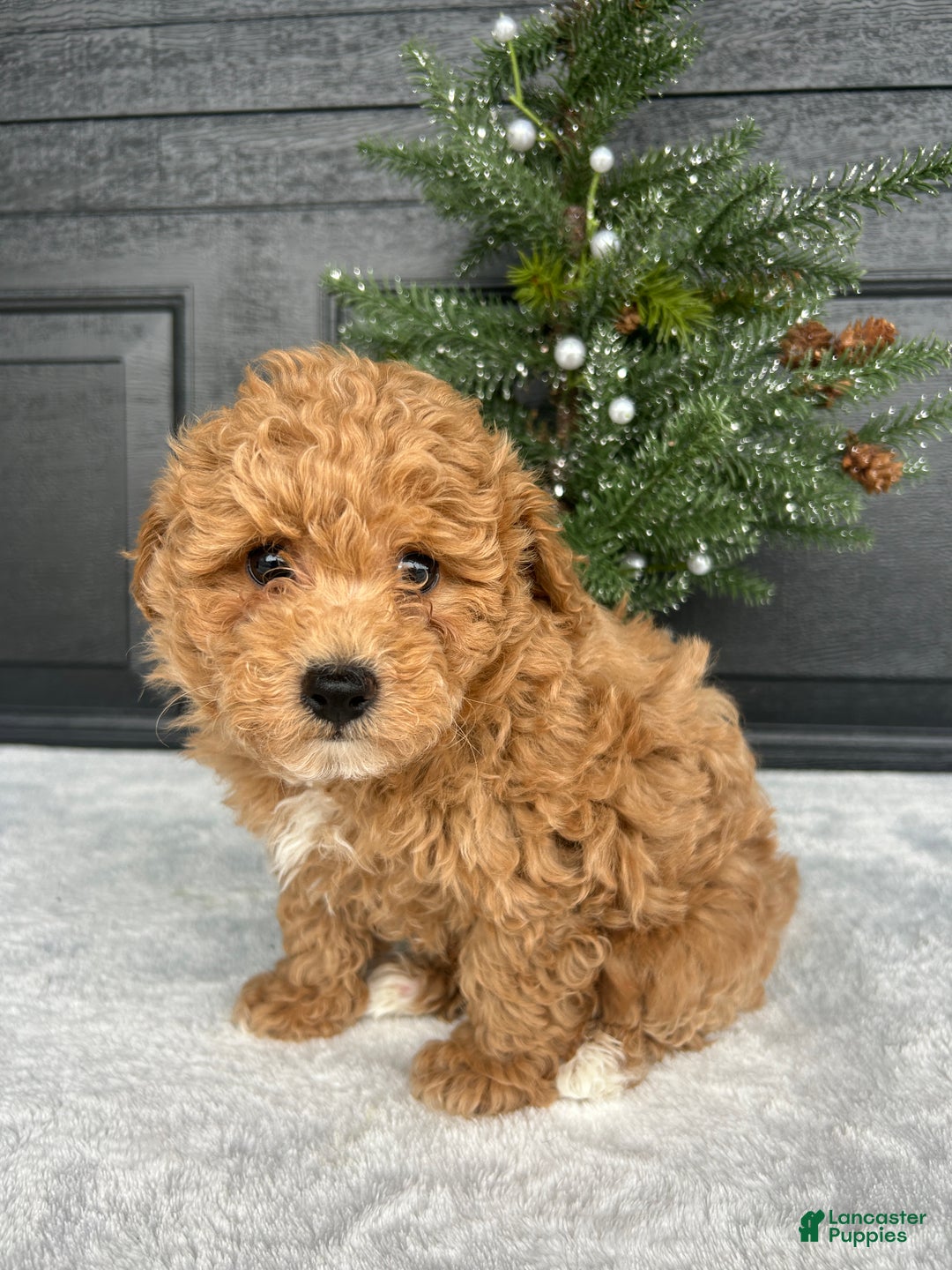 Bichpoo dogs for sale: Bingo - Ad 2