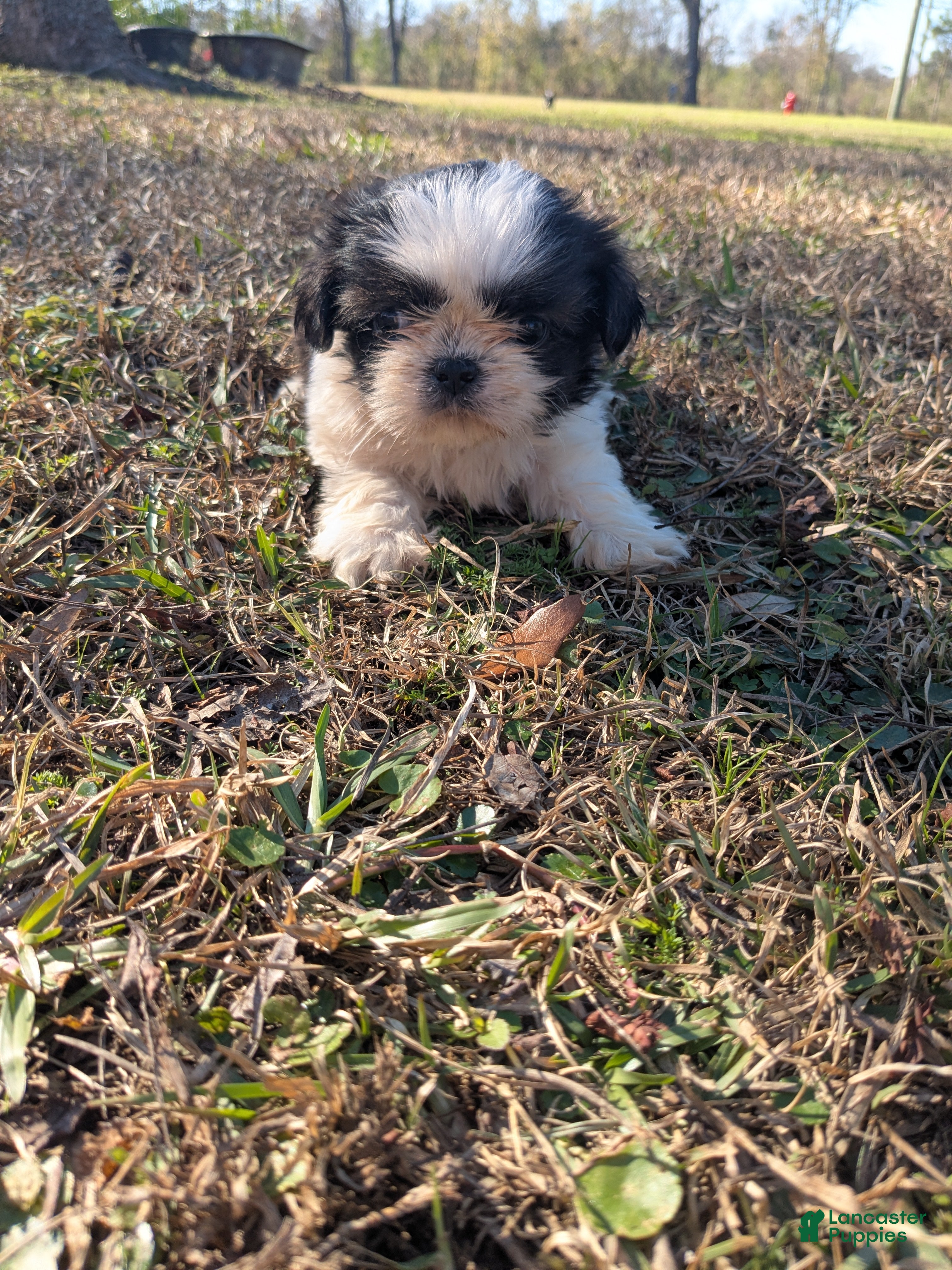Shih Tzu dogs Shih Tzu Puppy 1 - Ad 17