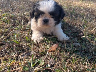 Shih Tzu dogs Shih Tzu Puppy 1 - Ad 17