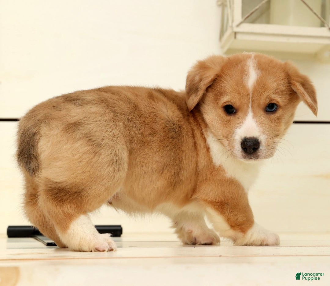 Welsh Corgi Pembroke dogs for sale: Bully - Ad 5