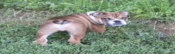 English Bulldog dogs for sale: English Bulldog Puppy 2 - Ad 3
