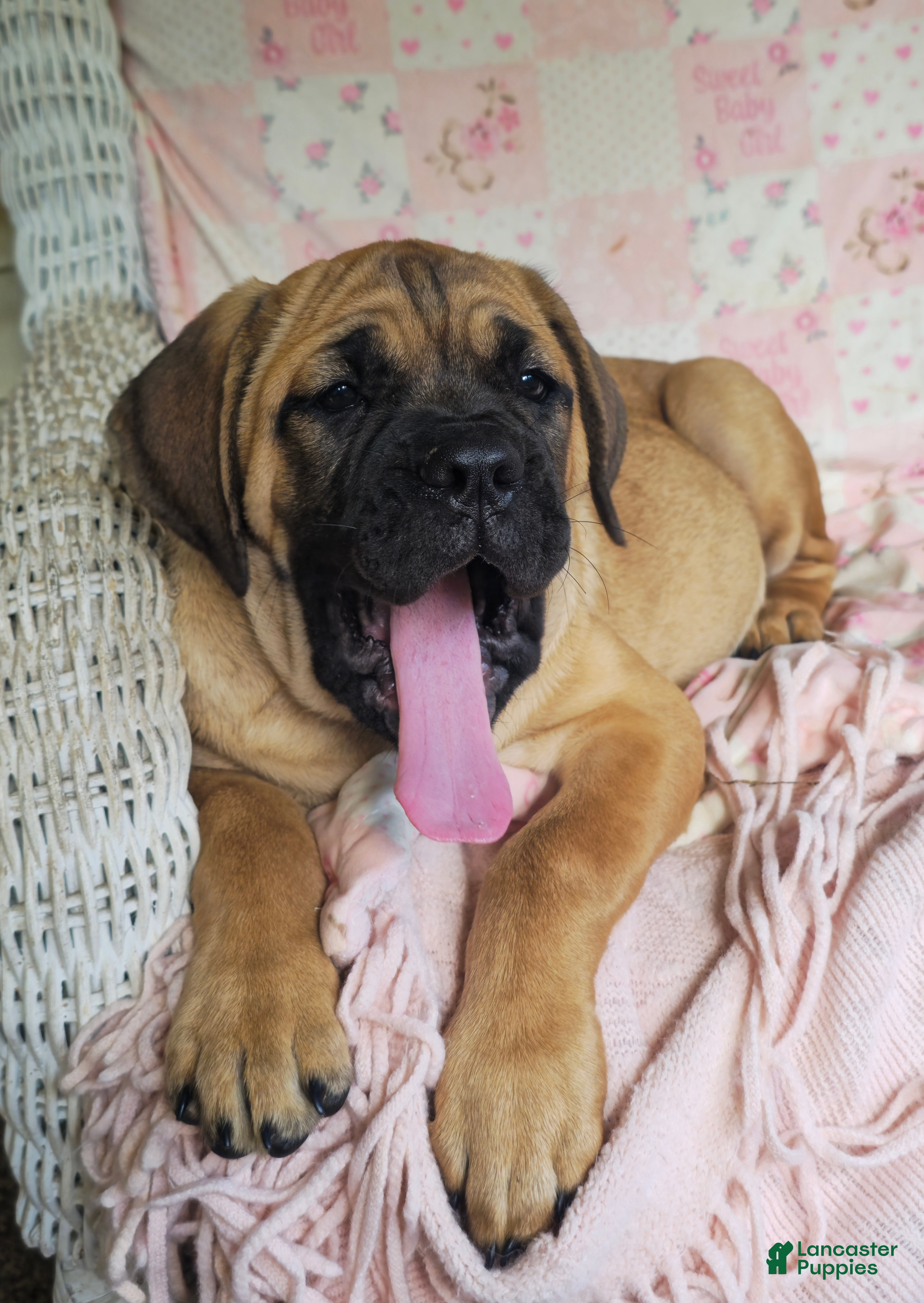 Cane Corso dogs Abby - Ad 2
