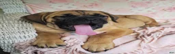 Cane Corso dogs for sale: Abby - Ad 2