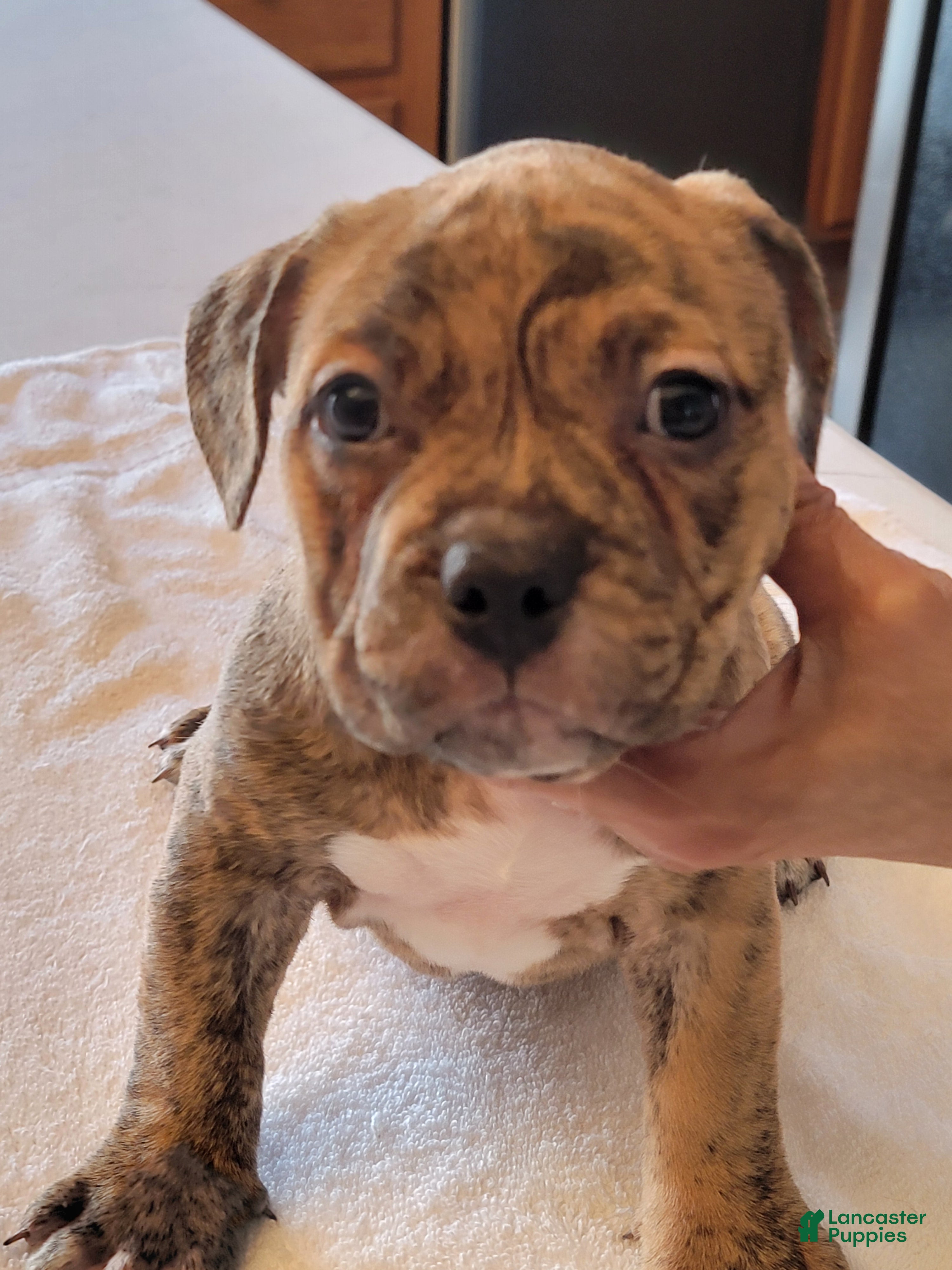 American Bully dogs for sale: American Bully 3 - Ad 1
