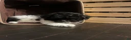 Mixed Breed dogs for sale: Blk & White Male - Ad 4
