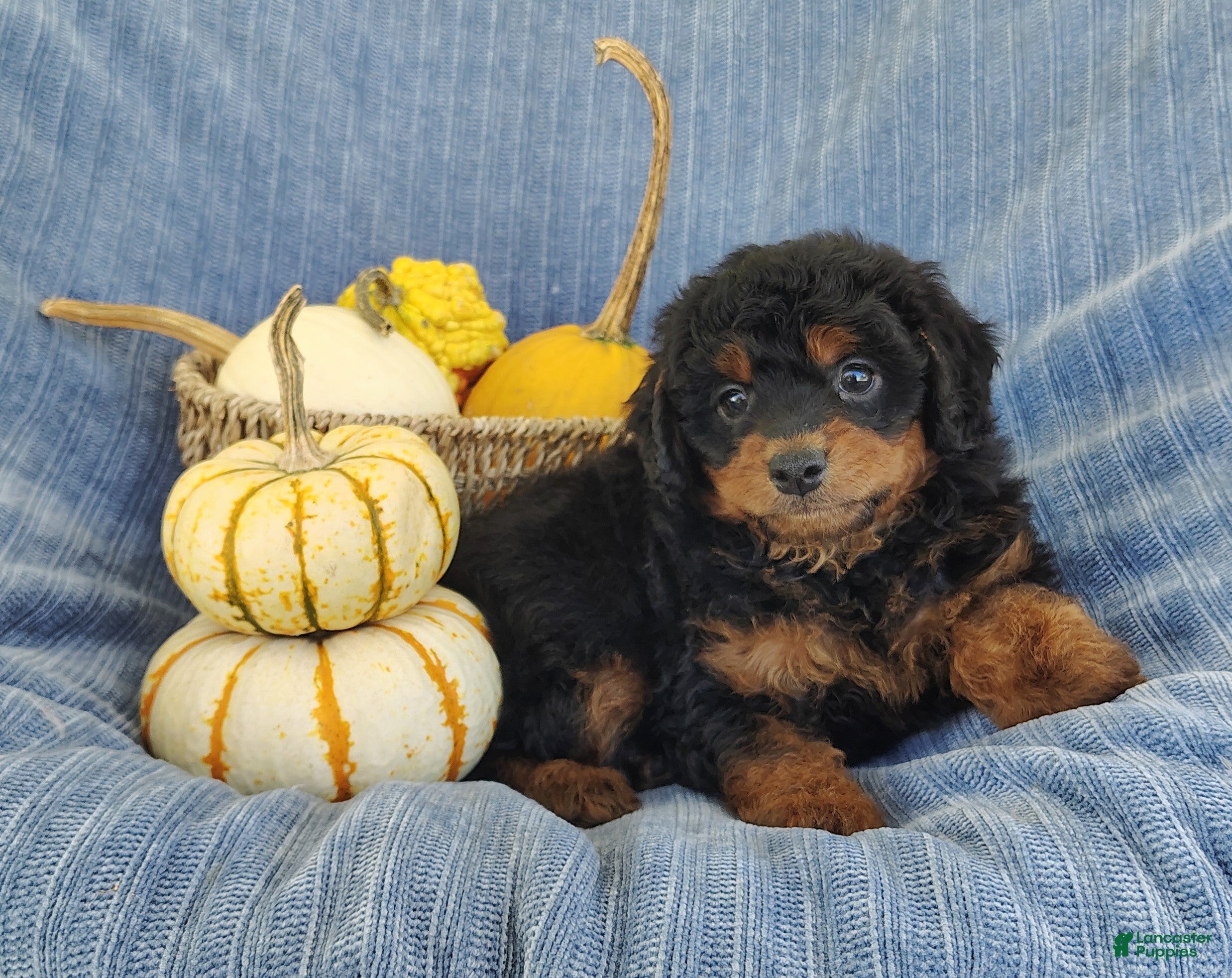 Mixed Breed dogs for sale: Smokey  - Ad 1
