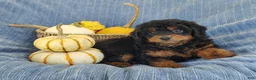 Mixed Breed dogs for sale: Smokey  - Ad 1