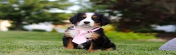 Bernese Mountain Dog dogs for sale: Zara - Ad 4