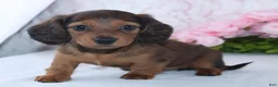 Miniature Dachshund dogs for sale: Havan - Ad 1