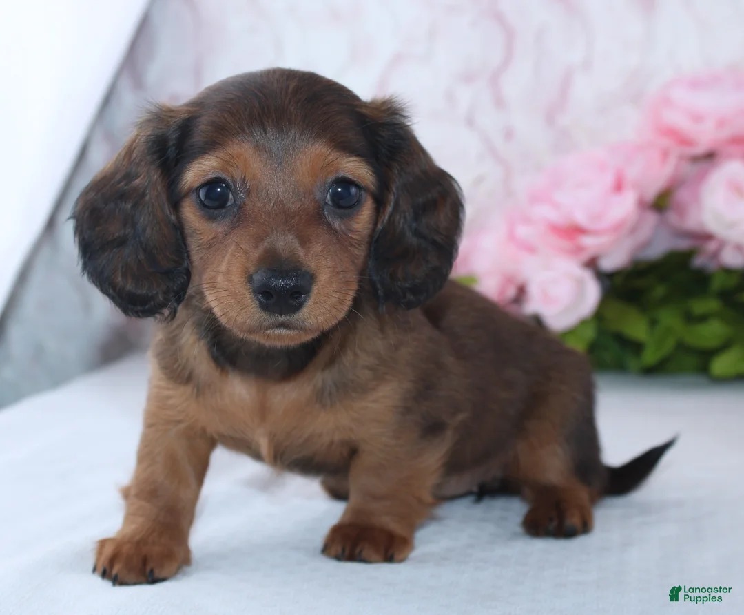 Miniature Dachshund dogs for sale: Havan - Ad 1