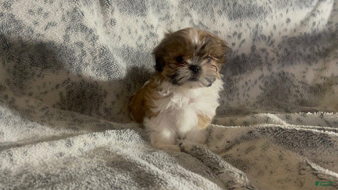 Shih Tzu dogs for sale: Shih Tzu Puppy 1 - Ad 14
