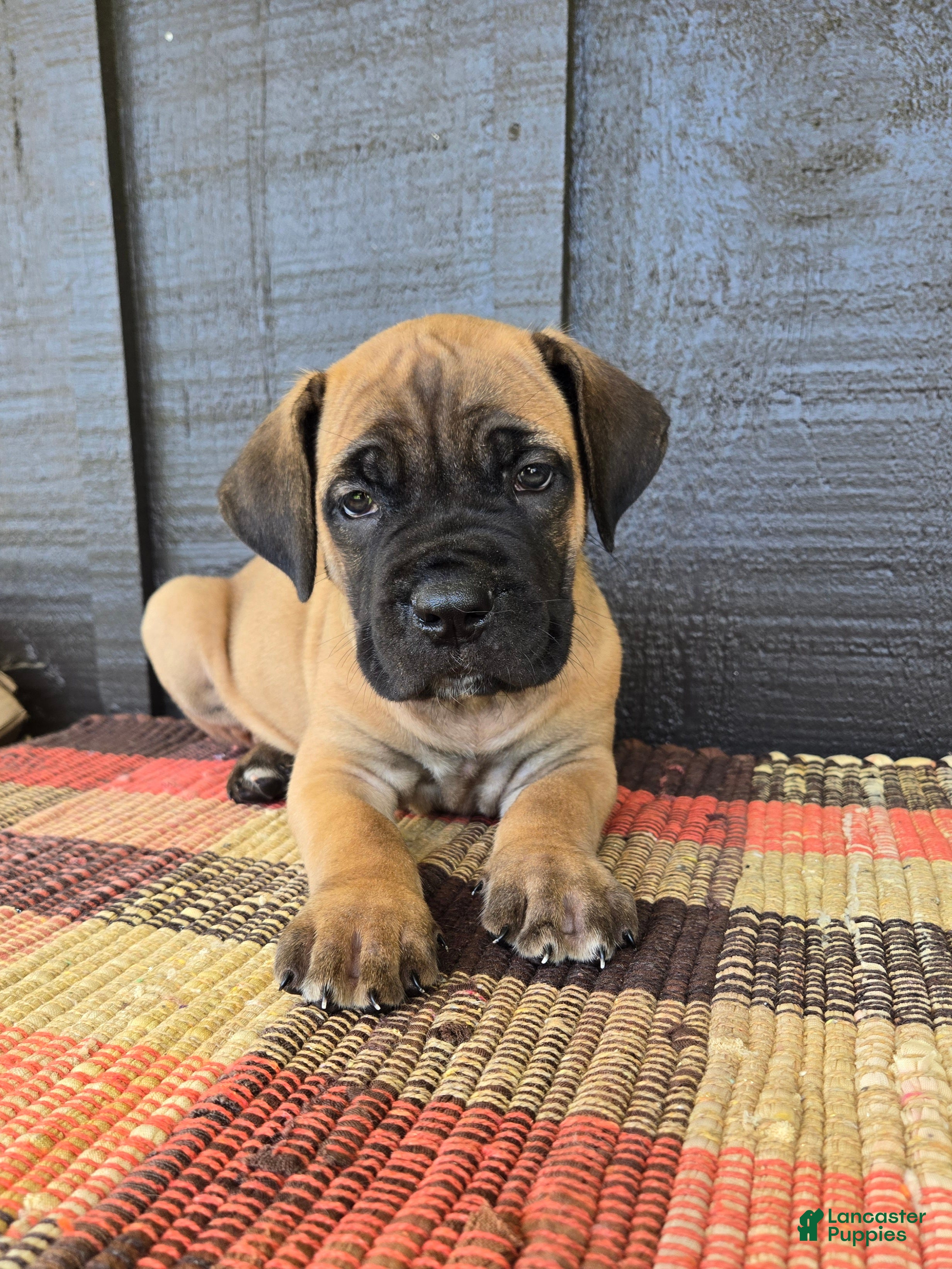 Cane Corso dogs for sale: AKC Valiente - Ad 2