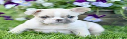 French Bulldog dogs for sale: Roscoe  - Ad 2