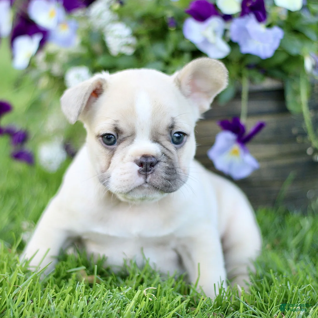 French Bulldog dogs for sale: Roscoe  - Ad 2