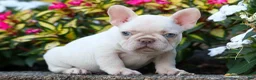 French Bulldog dogs for sale: Ronnie🐾 - Ad 5