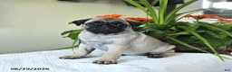 Pug dogs for sale: Thelma - Ad 1