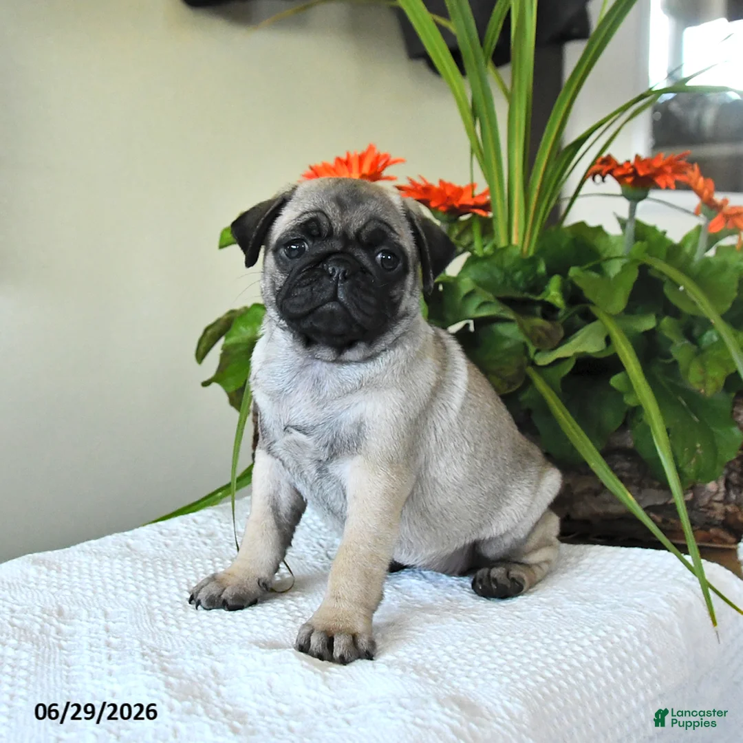 Pug dogs for sale: Thelma - Ad 1
