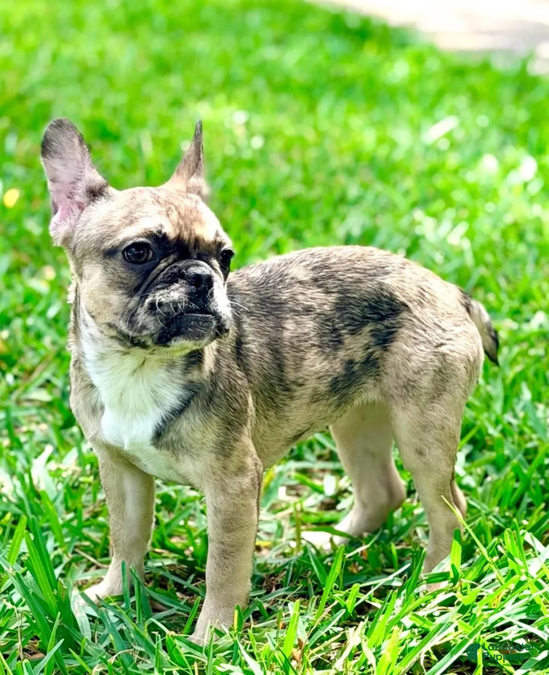 French Bulldog dogs for sale: Cookie - Ad 1
