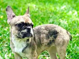French Bulldog dogs for sale: Cookie - Ad 3