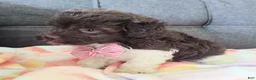 Maltipoo dogs for sale: Archie (chocolate)  - Ad 6