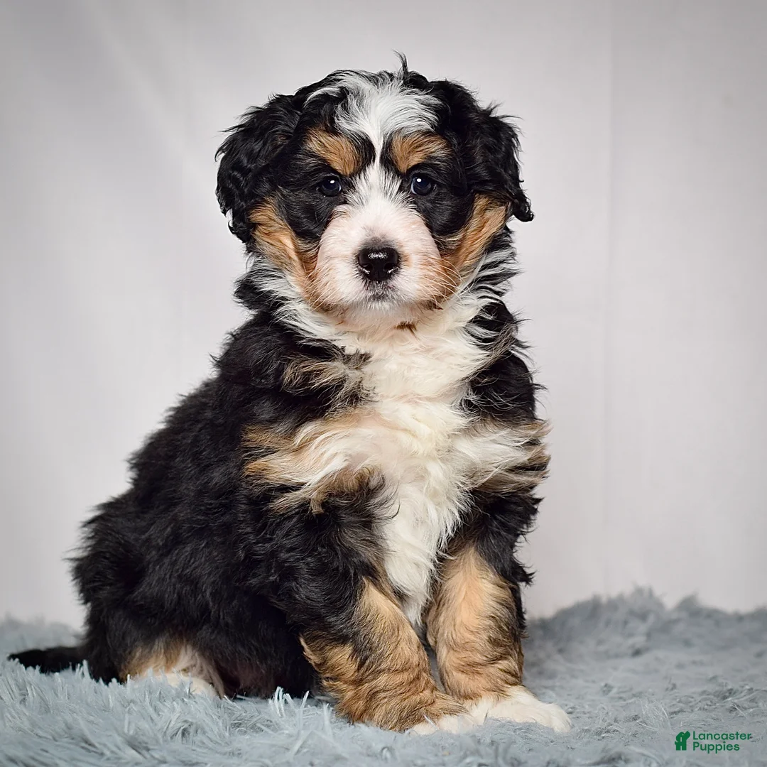 Mini Bernedoodle dogs for sale: Mini Bernedoodle Puppy 3 - Ad 4