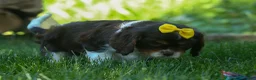 Cavalier King Charles Spaniel dogs for sale:  Arthur 🐶 - Ad 15