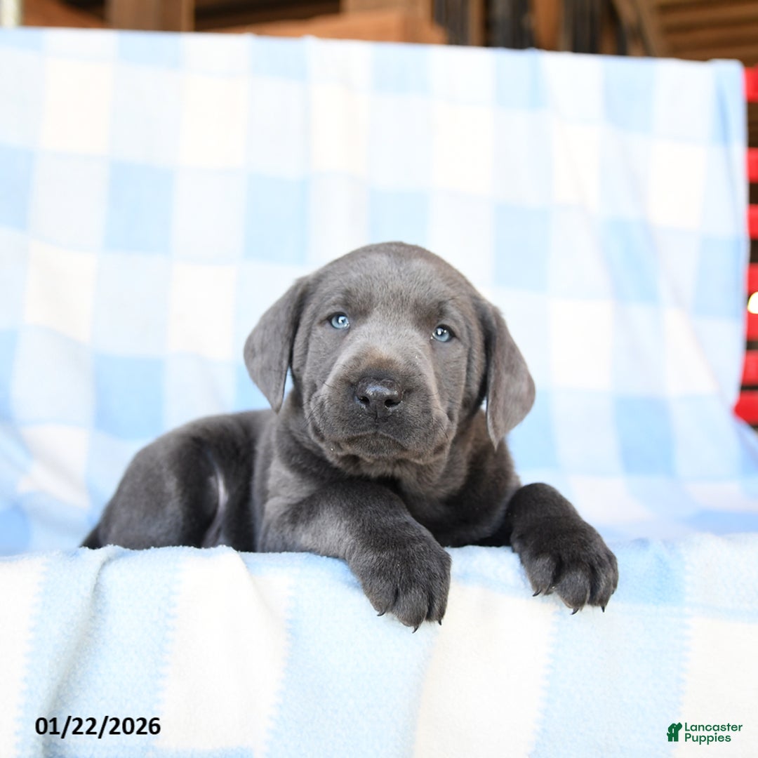 Labrador Retriever dogs for sale: Thunder - Ad 2