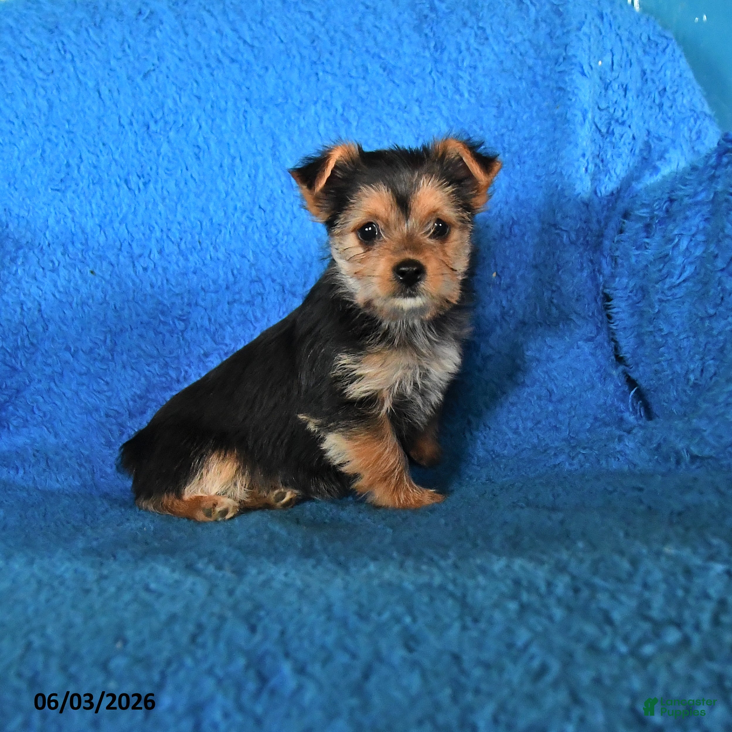 Yorkshire Terrier dogs for sale: Sarah - Ad 1